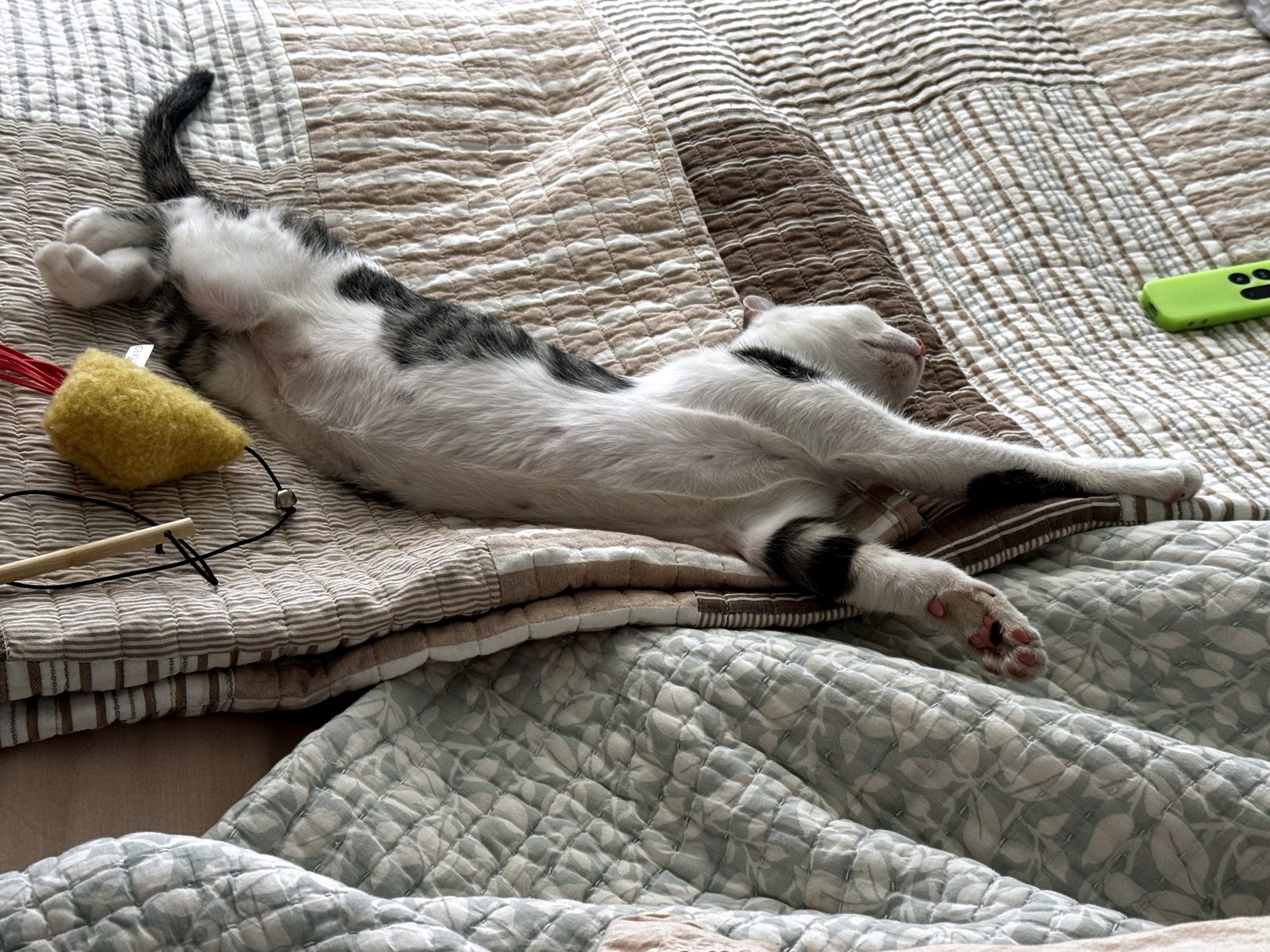 Shempy stretched out to stay cool on a quilt.
