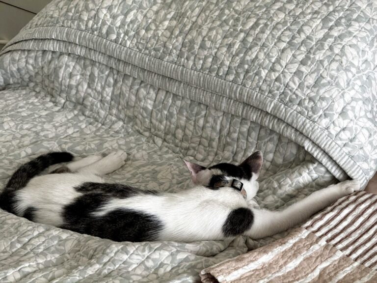 Shempy resting on a quilt.