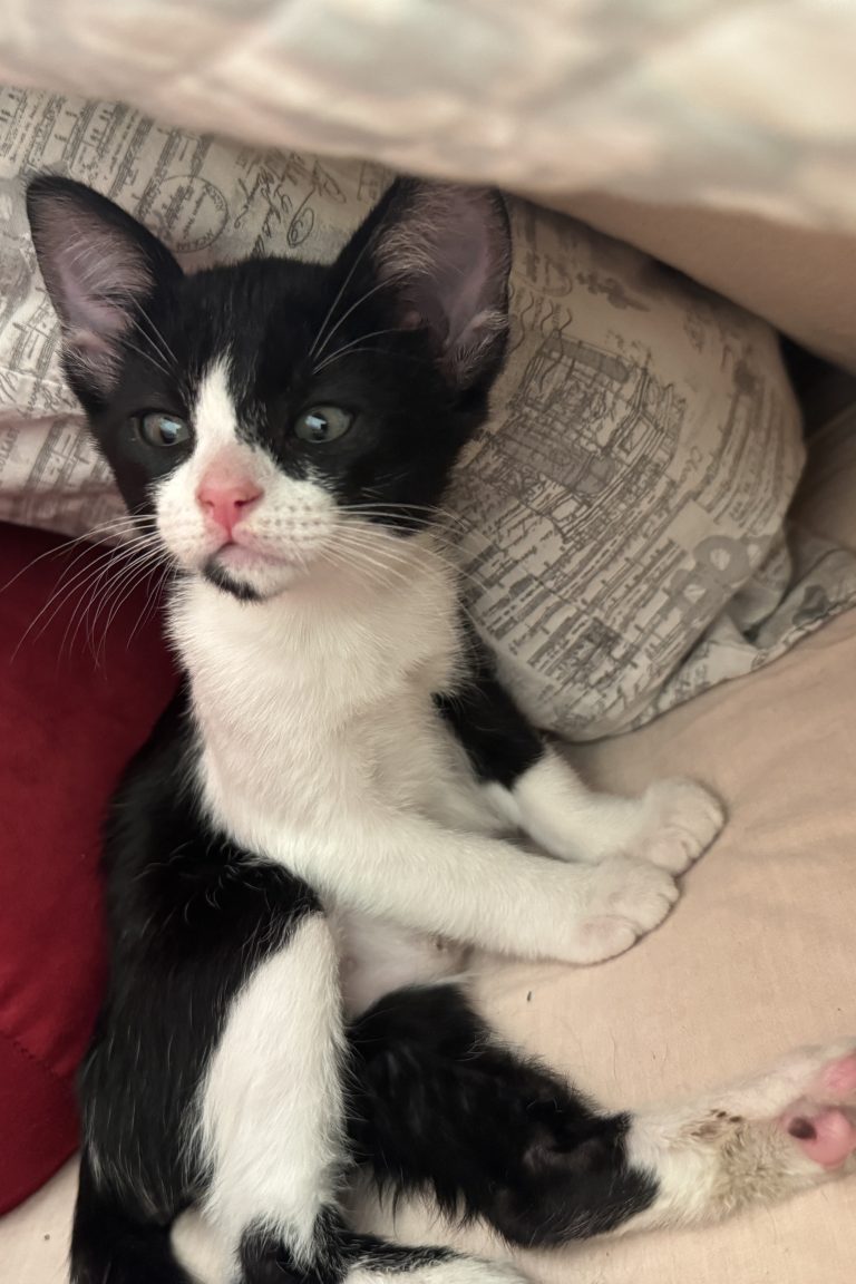 Baby Bandita, a black and white tuxedo kitten, sitting up between sofa cushions