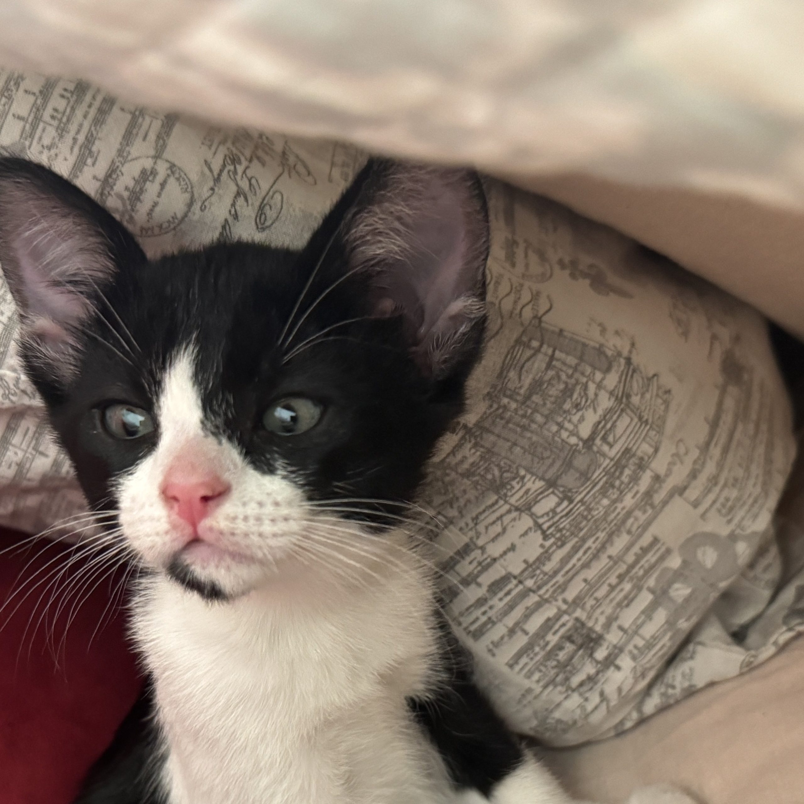 Bandita, a black and white tuxedo cat, looking directly at the camera