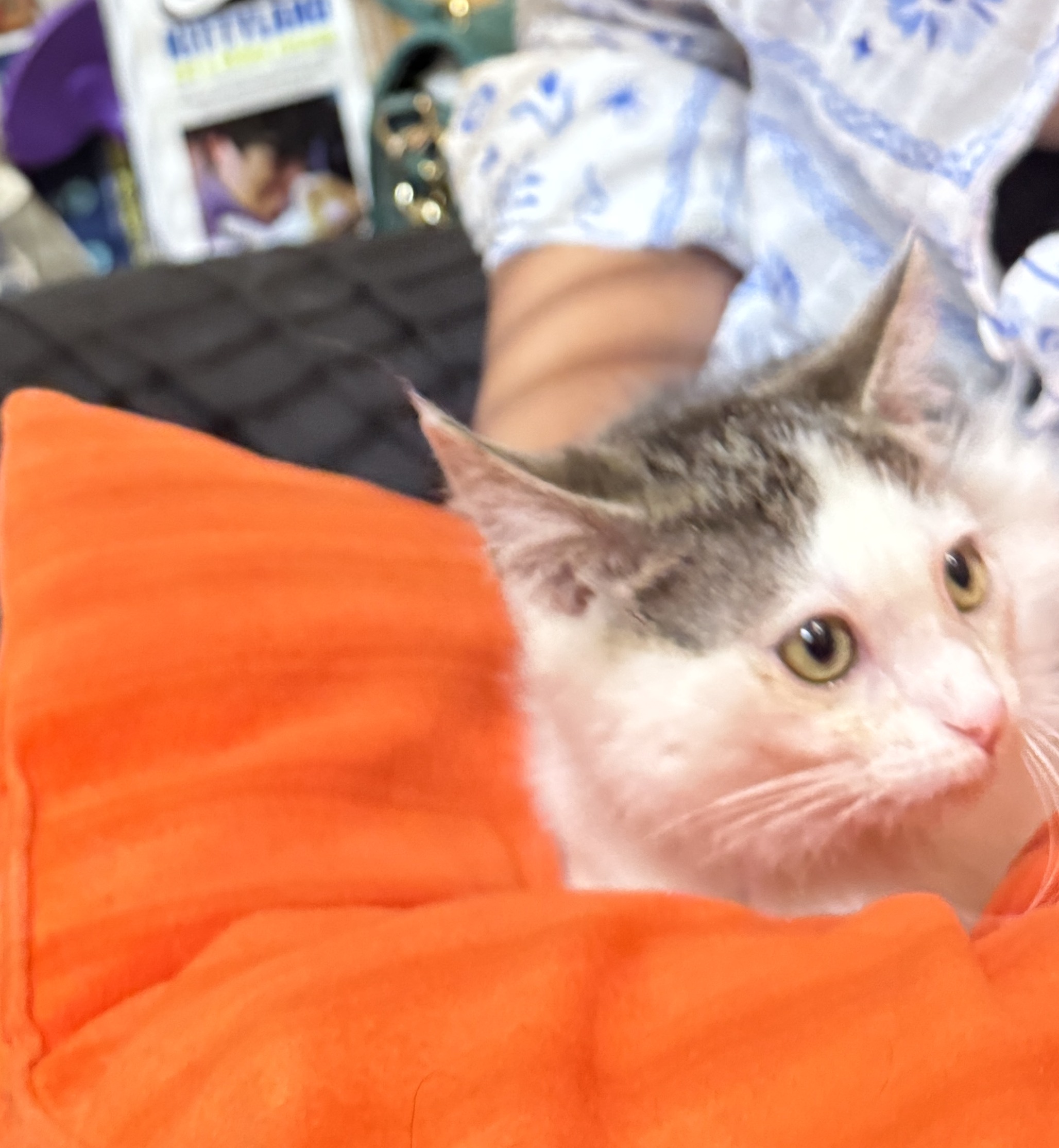 Shempy, a grey tabby and white cat, looking directly at the camera