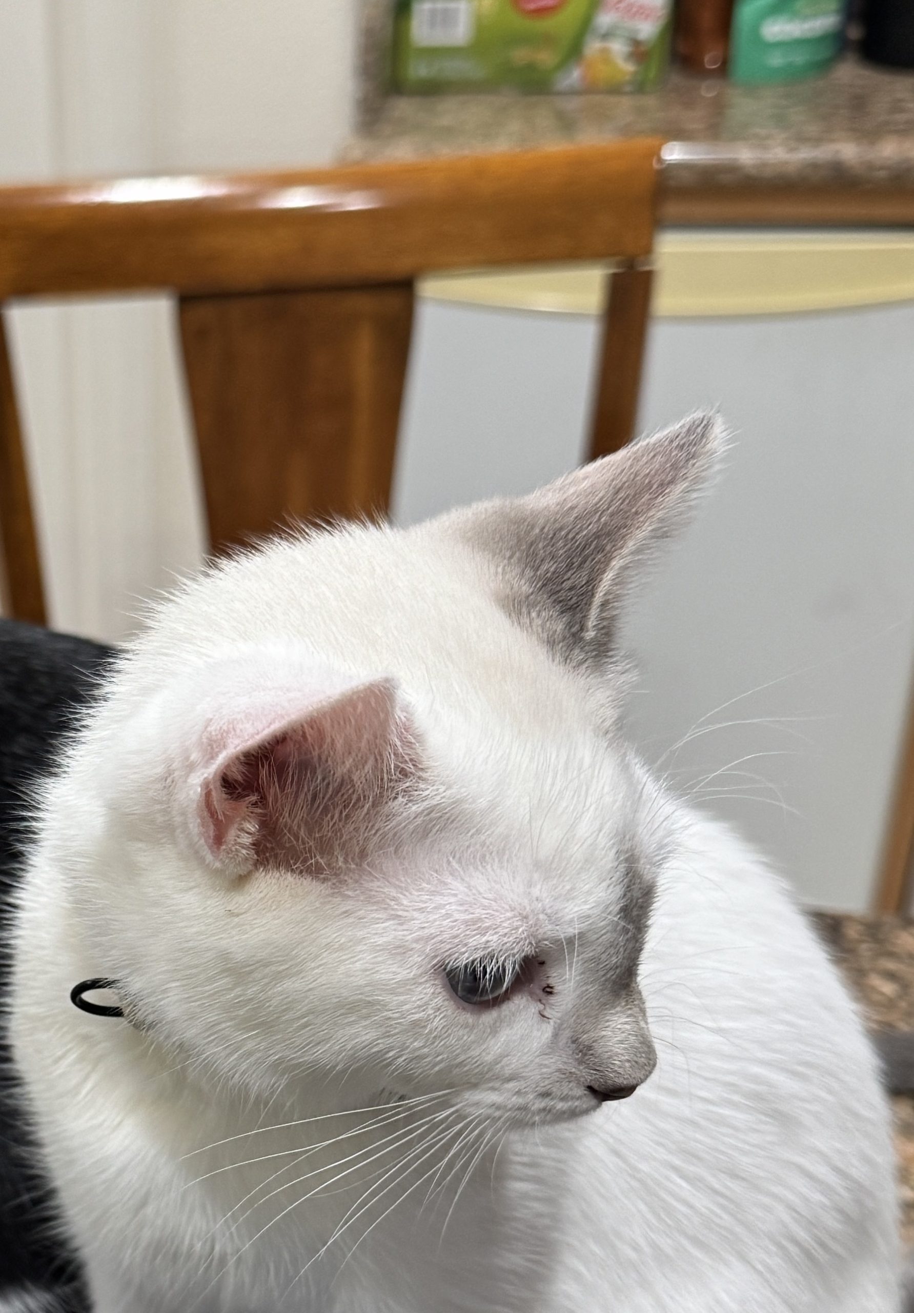 Whitey, an all-white cat with pink ears, in profile