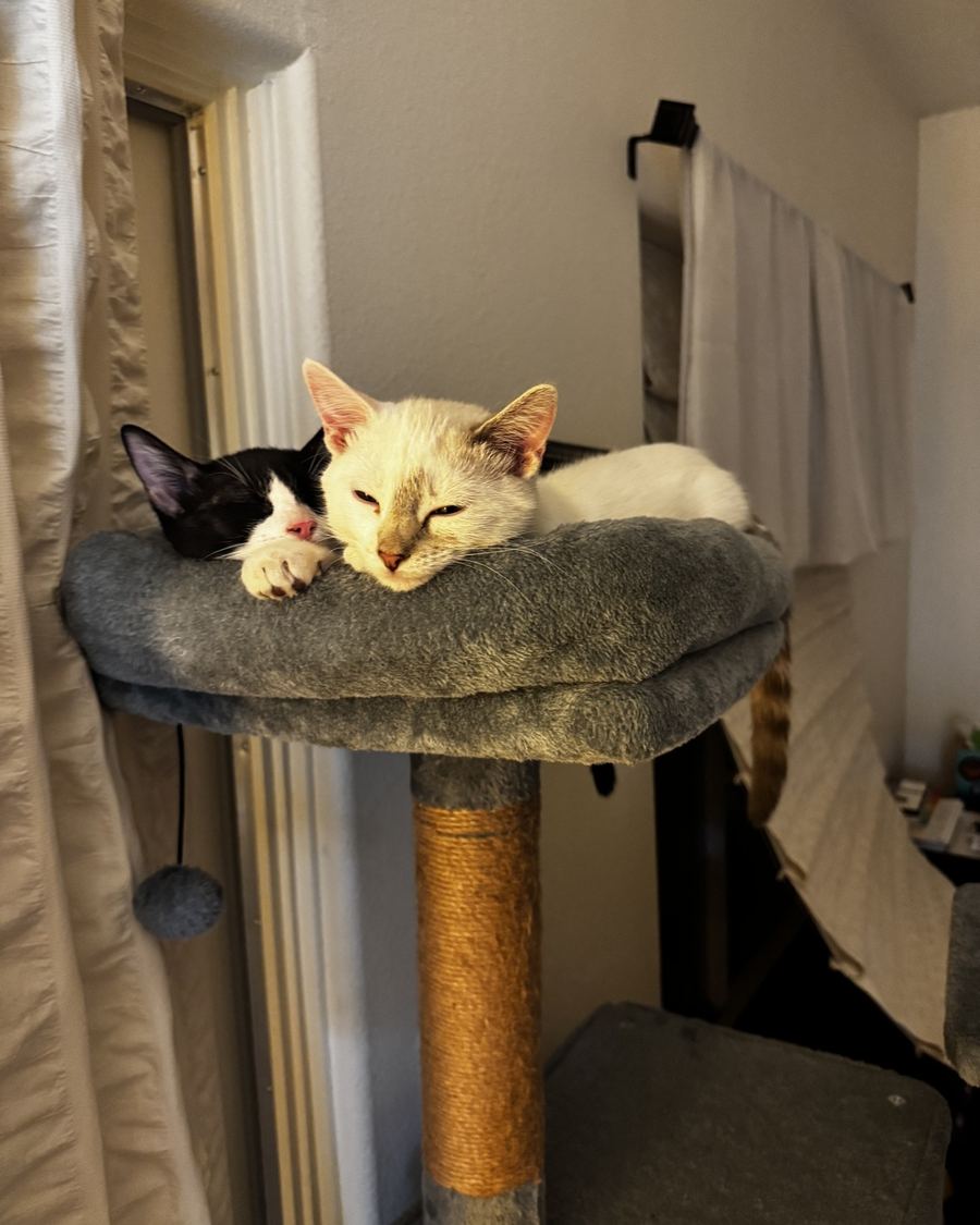 Bandita and Whitey asleep together on the top platform of the cat tree
