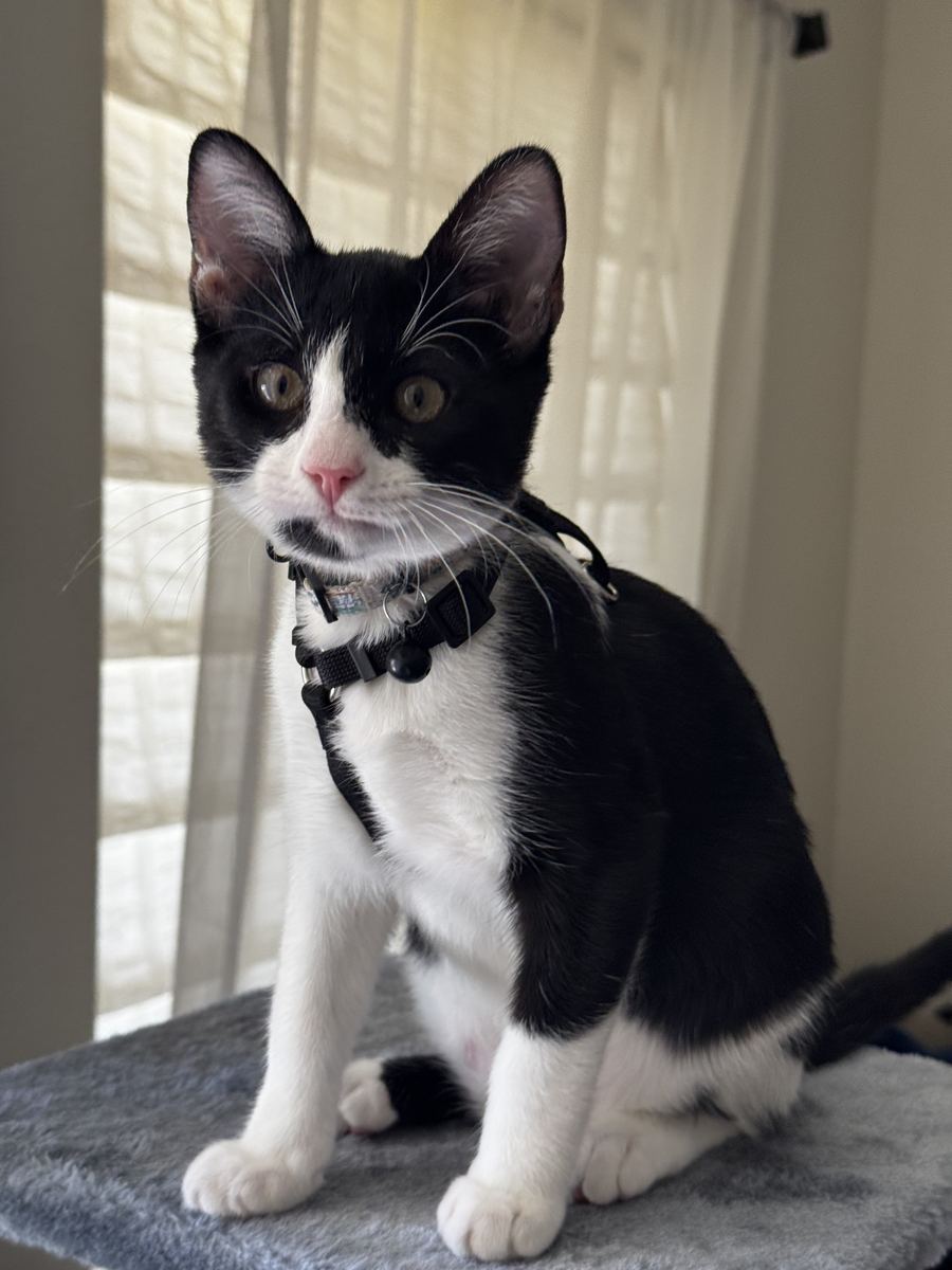 Bandita the tuxedo cat sitting upright in a black harness, looking at the camera