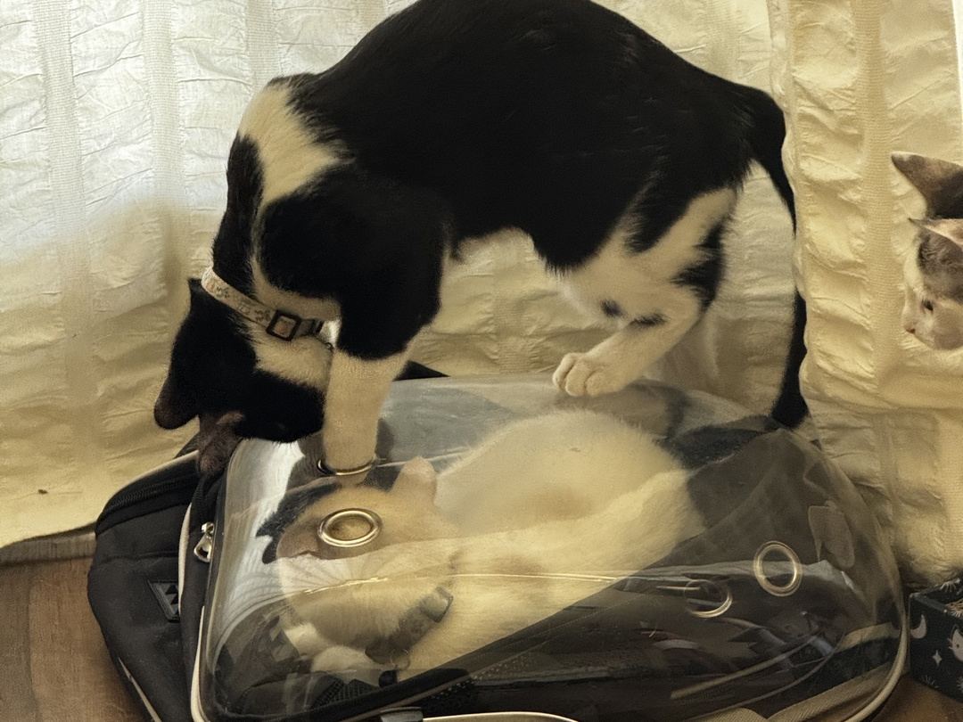 Bandita the tuxedo cat standing on top of a clear domed carrier, looking down at Whitey curled up inside, while Shempy peeks out from behind the curtain