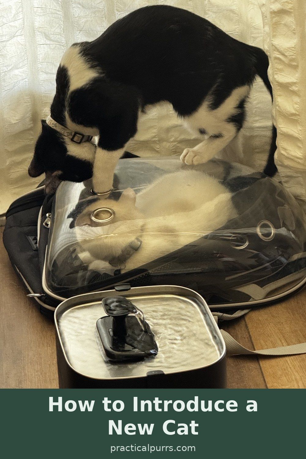 Pinterest graphic reading How to Introduce a New Cat over a photo of Bandita on the carrier with Whitey inside